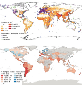 Two global maps showing animal movement study locations superimposed over human population densities and the percent change in number of humans visiting parks during COVID lockdown period.